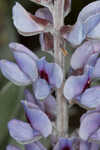 Gulf Coast lupine